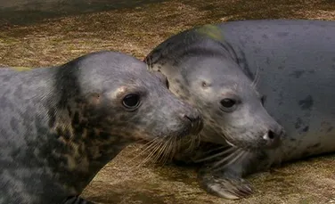 Au fost descoperiţi primii pui de focă gemeni