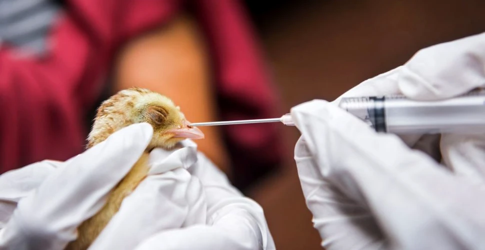 Primul caz din lume de gripă aviară H10N3 la om, depistat în China