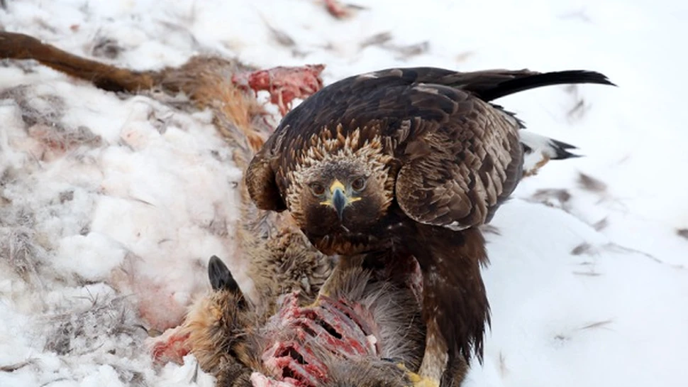 Ele sunt acvilele care ucid reni