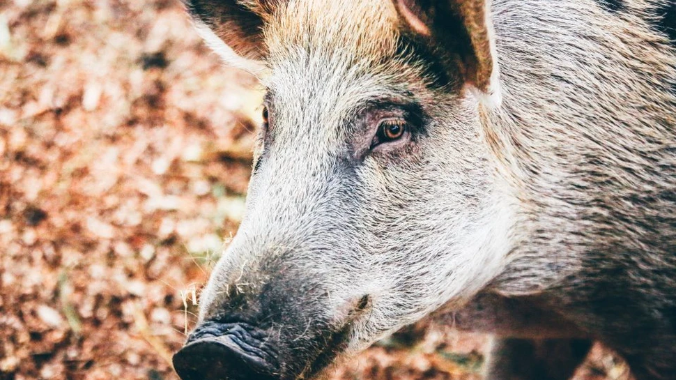 Ce acţiuni desfăşoară autorităţile pentru prevenirea răspândirii Pestei Porcine Africane