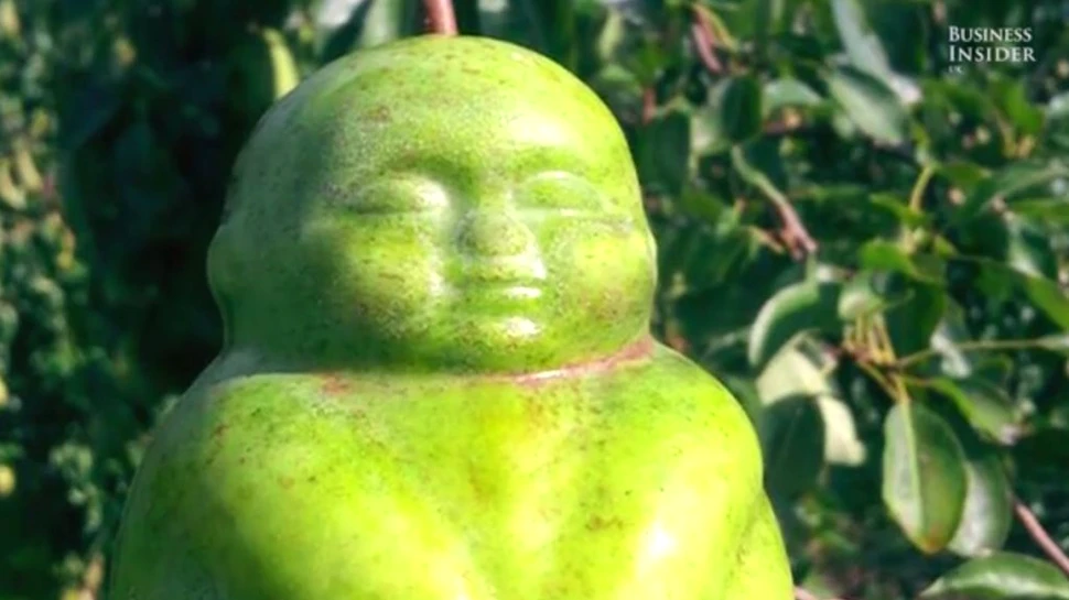 Vrei să creşti pepeni în formă de inimă sau pere care îl imită pe Buddha. Acest dispozitiv te poate ajua- VIDEO