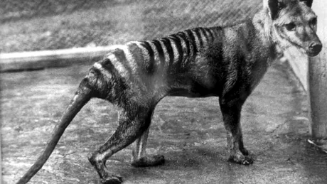 Rămășițele ultimului tigru tasmanian, considerate pierdute, au fost redescoperite