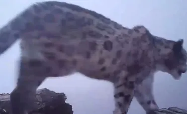 Imagini rare cu leopardul zăpezii, înregistrate în China