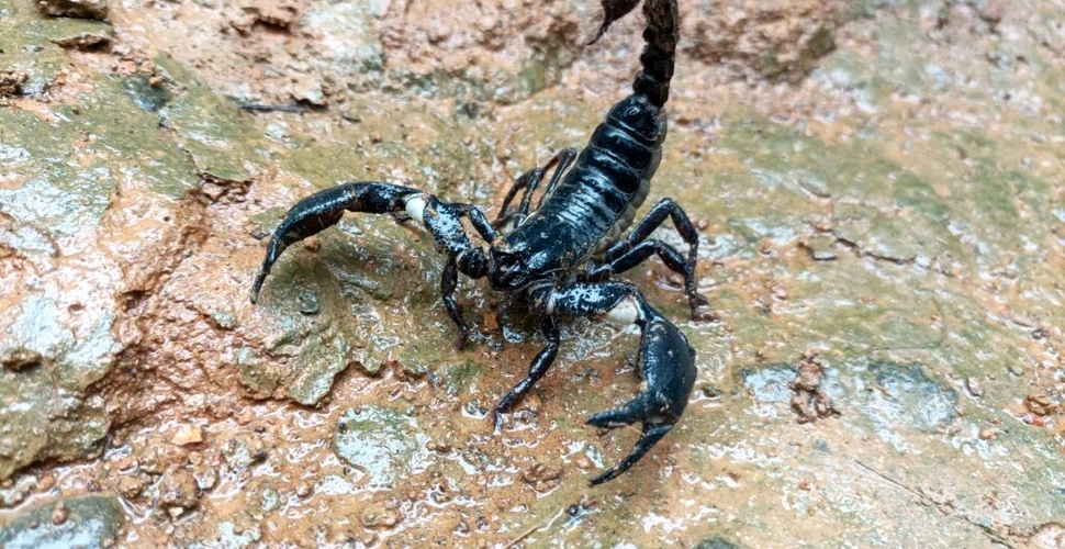 Oamenii de știință au descoperit un scorpion rar în Columbia