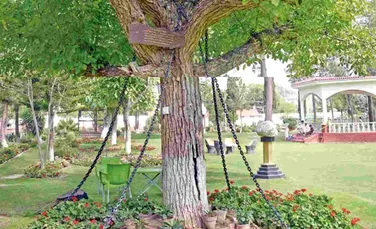 Singurul copac ”arestat” din lume. Cum a ajuns un arbore să fie legat cu lanţuri vreme de peste 100 de ani – FOTO