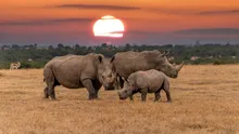 Cercetătorii fac coarnele de rinocer radioactive pentru a lupta cu braconajul