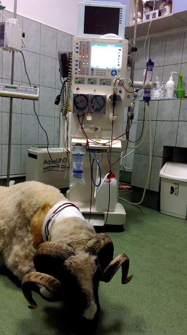 Mircea, un berbec de 120 de kilograme, prima rumegătoare căreia i s-a făcut hemodializă în România