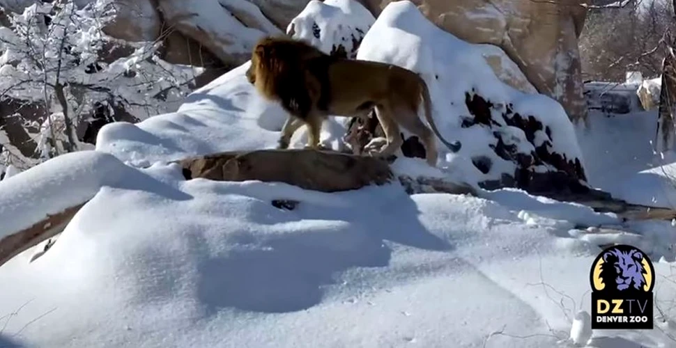 Imagini virale cu leii care se joacă în zăpadă la o grădină zoologică din Statele Unite