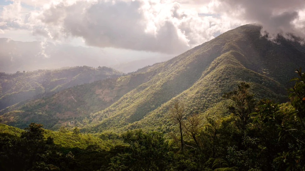 Jamaican Blue Mountain: de ce una dintre cele mai exclusiviste cafele din lume este cultivată printre nori