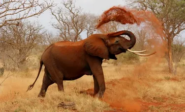 Elefanţii sunt într-adevăr animale extrem de inteligente: cum au învăţat să-i evite pe braconieri