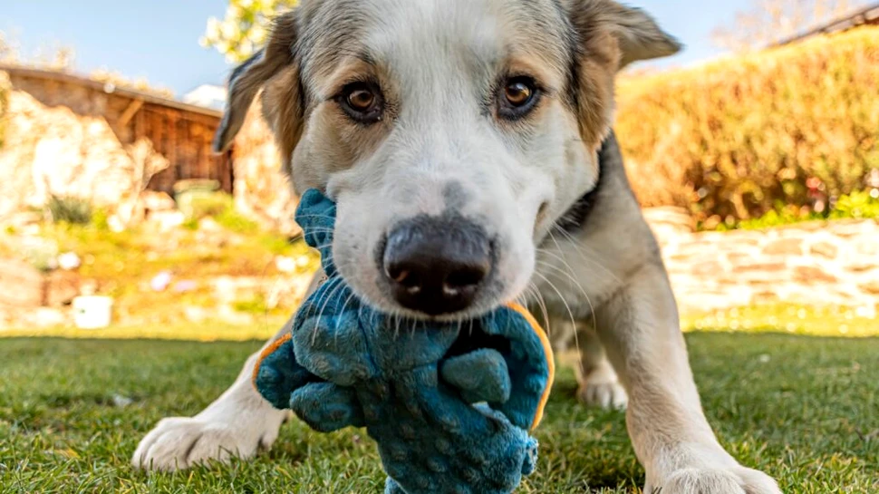 Ar putea câinii să ne ajute să trăim mai mult? Un start-up încearcă să afle!