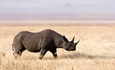 A dispărut subspecia vestică a rinocerului negru