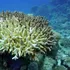 Nivelurile de aciditate ale oceanelor Pământului au depășit deja „zona periculoasă”, sugerează un studiu