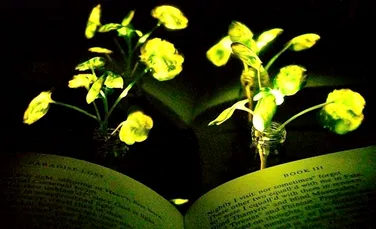 În viitor, plantele luminescente ar putea înlocui becurile