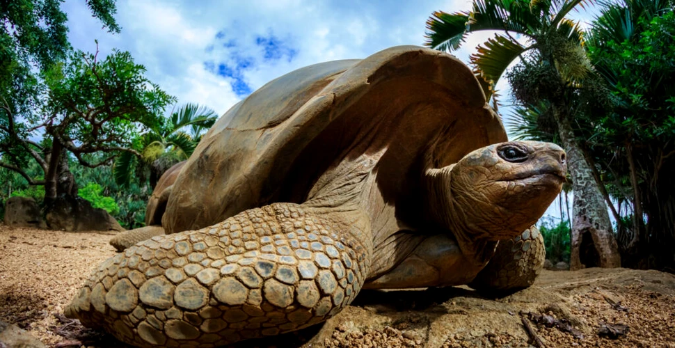 O „țestoasă uriașă fantastică” a fost descoperită recent. Specia era considerată dispărută
