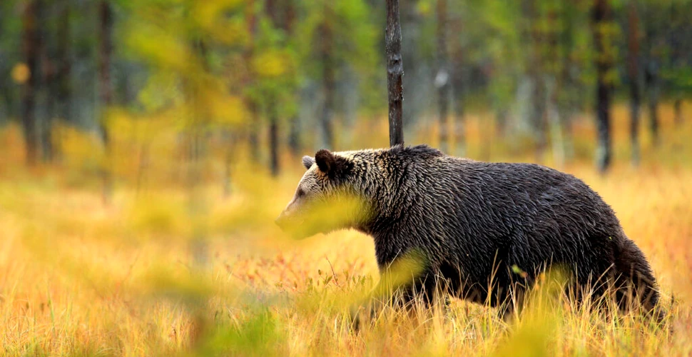 Un urs, văzut tot mai des pe unul dintre cele mai frecventate trasee turistice din Harghita