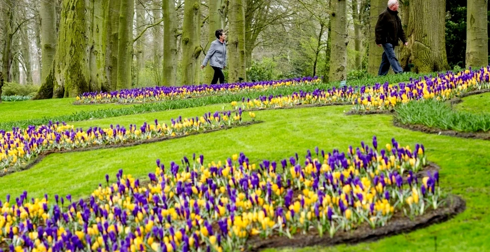 Cea mai mare grădină de flori din lume, parcul Keukenhof din Olanda, s-a deschis din nou (GALERIE FOTO)