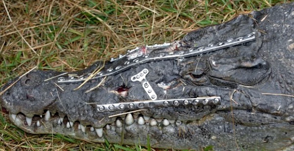 Robo-Crocodilul a scapat de la moarte