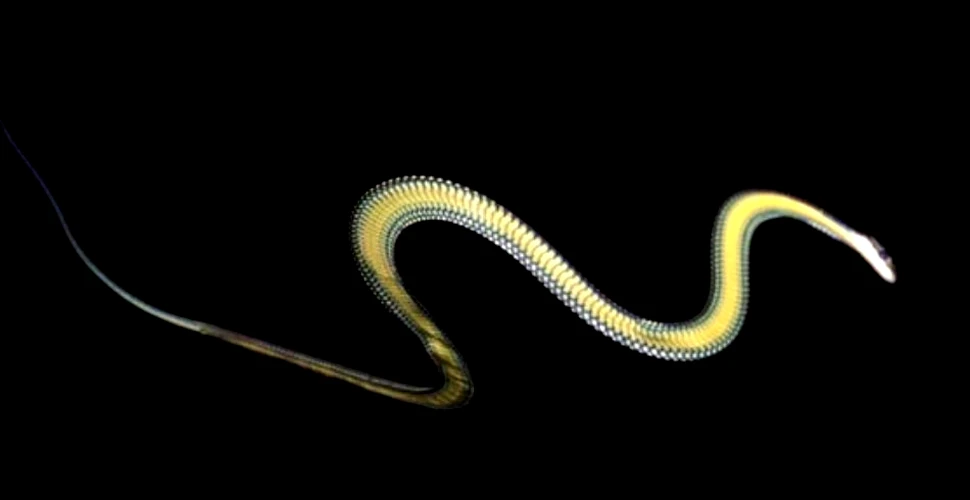 Misterul şerpilor zburători: au descifrat oamenii de ştiinţă secretul acestor vieţuitoare? (VIDEO)