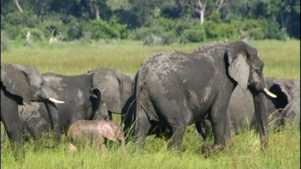 El este singurul elefant roz din Africa