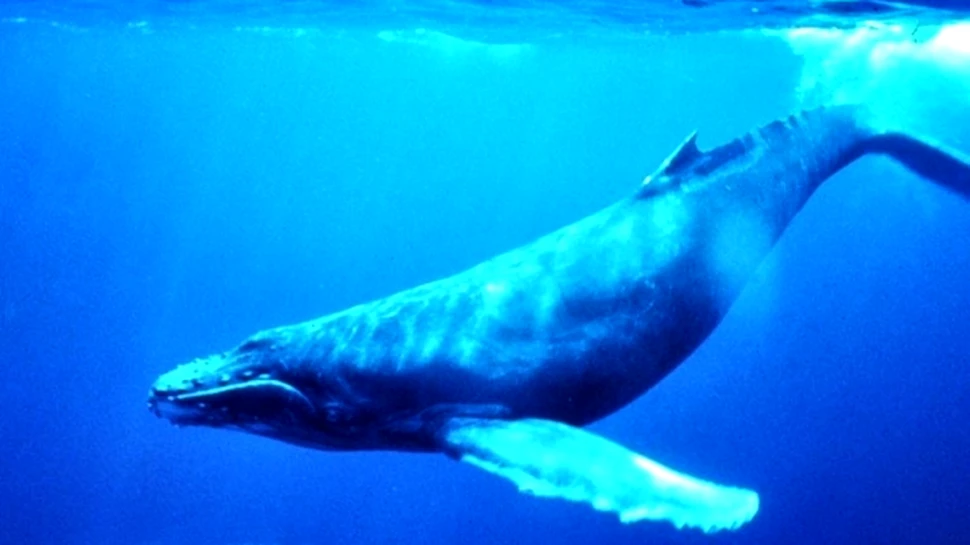 Şi balenele au şlagăre, la fel ca oamenii!