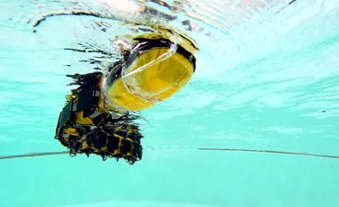 Un robot de înot oferă o nouă perspectivă asupra locomoției și neuroștiințelor