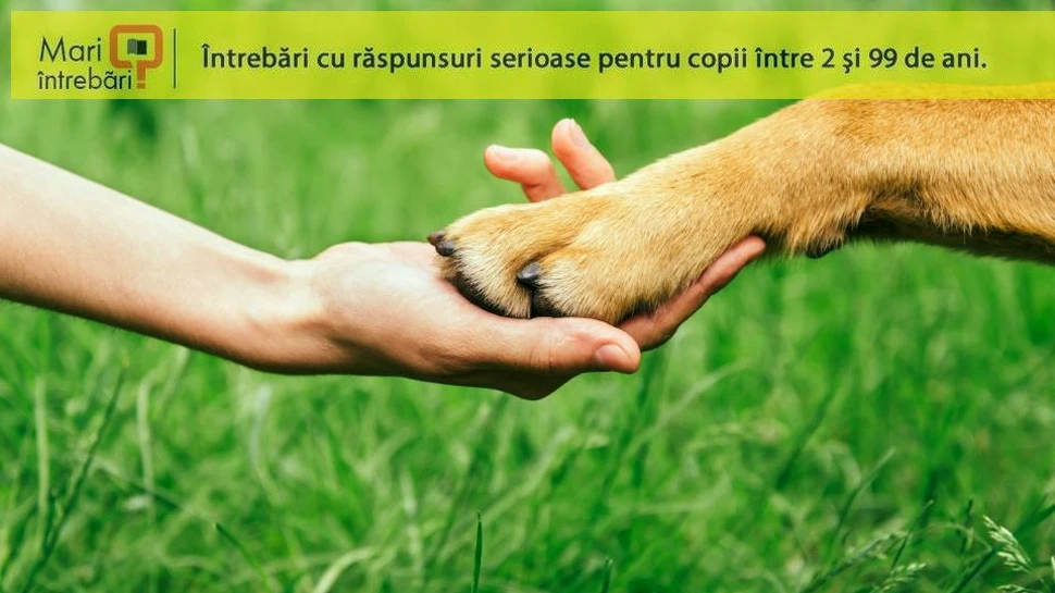 De ce oamenii nu au păr în anumite zone ale corpului?