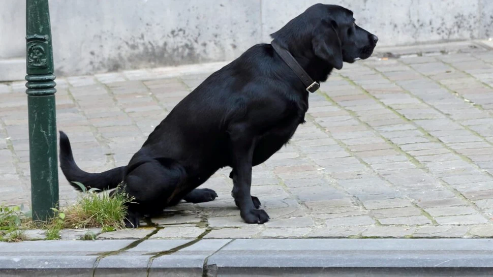 De ce nu este o idee bună să nu strângi după câinele tău pe stradă?