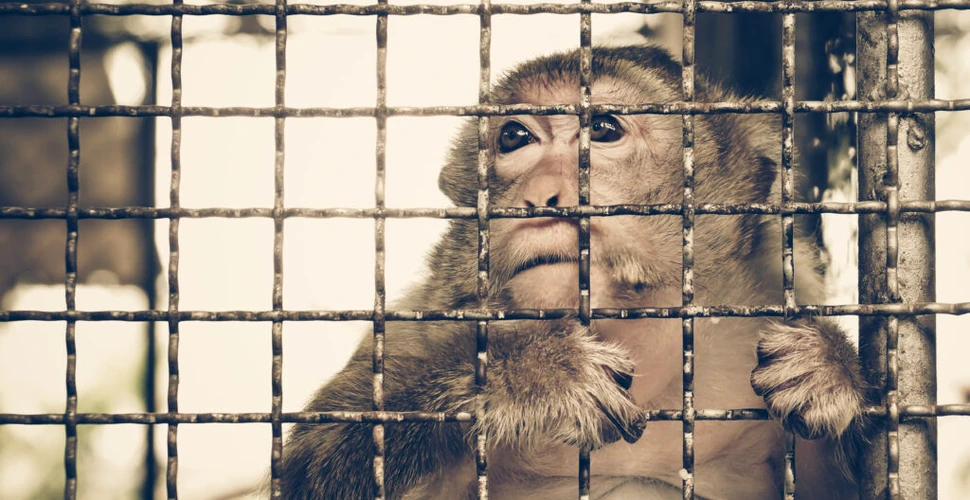 Noi dovezi de tortură a maimuțelor de la Neuralink. Ce spune Elon Musk?