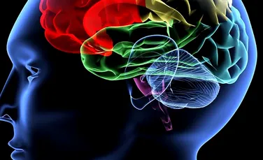 Cerebelul, deşi a fost anterior subestimat, este ”centrul de control al calităţii din creier”