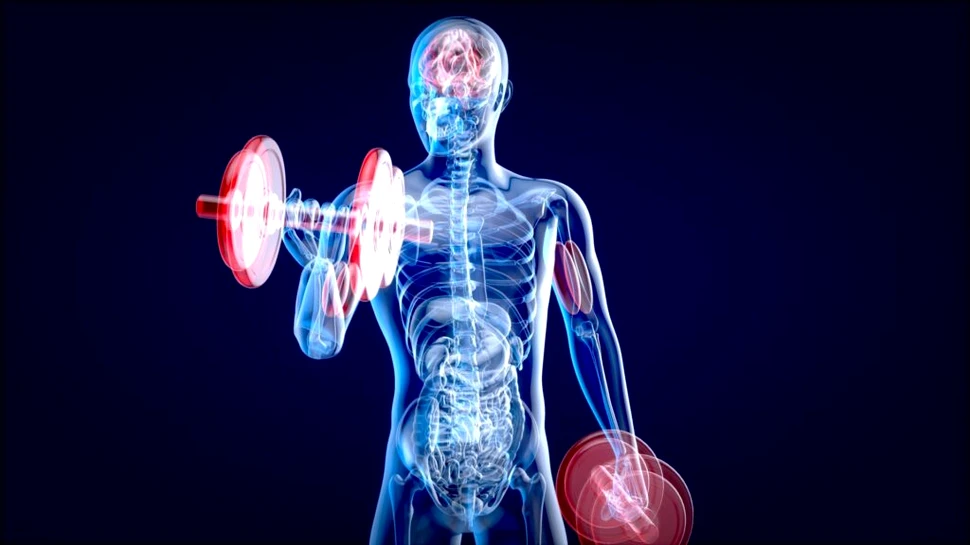 Iată medicamentul care păcălește organismul să creadă că face sport!