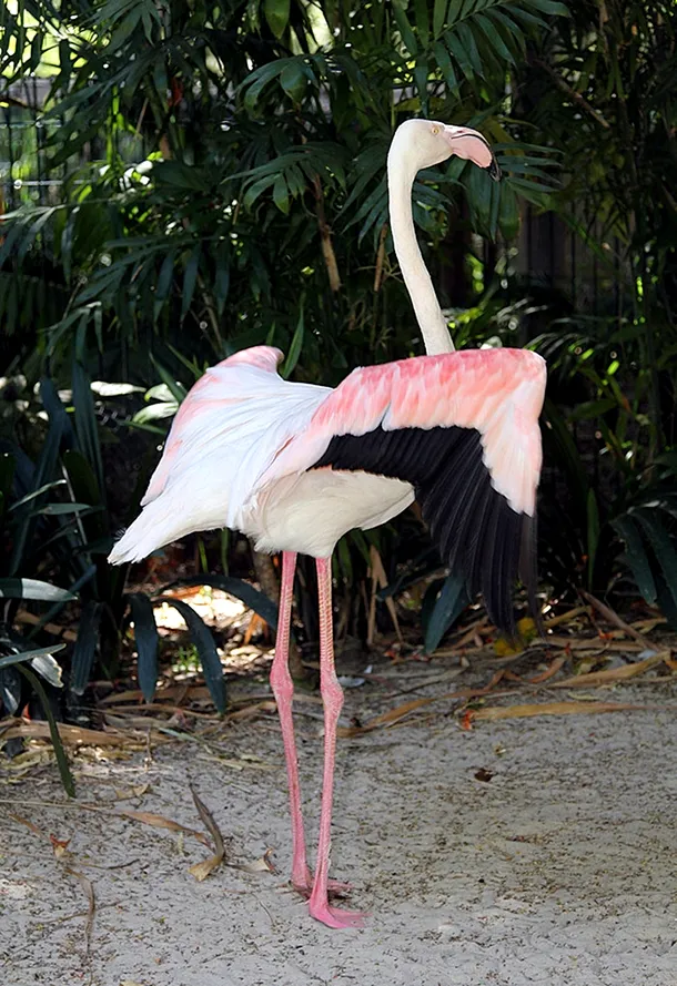 Greater, cel mai bătrân flamingo roz din lume