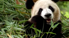 Japonia rămâne fără urși panda din cauza tensiunilor cu China