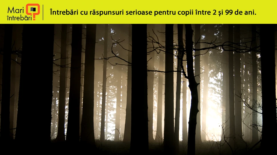 Care sunt cele mai periculoase animale din România?