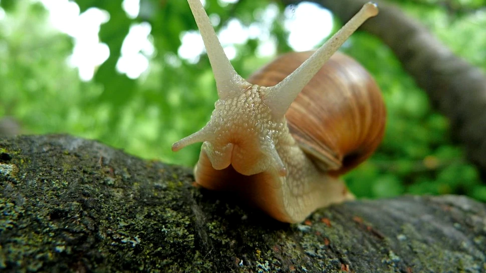 Un bărbat a murit la opt ani după ce a înghiţit un melc