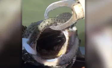 Aceşti pescarii au găsit CEVA neaşteptat în gura unui peşte cod.”Era încă viu” – FOTO+VIDEO