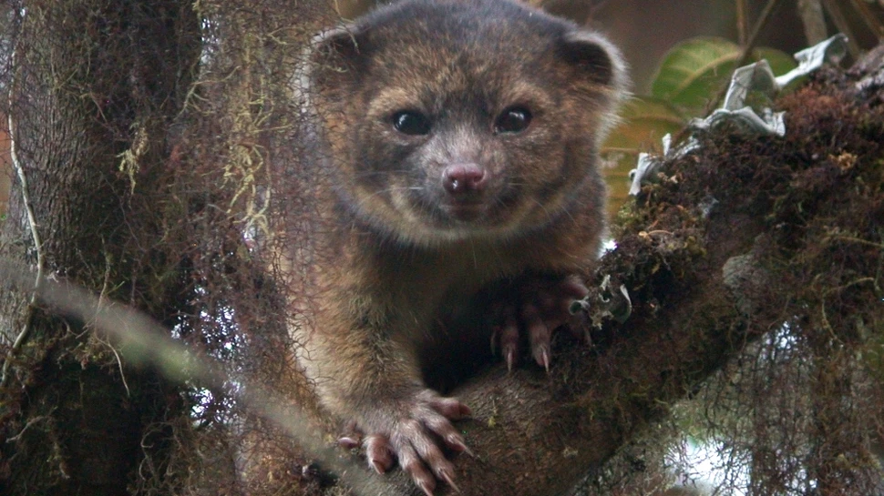 Descoperire extraordinară: olinguito, prima specie de mamifer carnivor identificată în ultimii 35 de ani! (GALERIE FOTO)