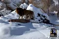 Imagini virale cu leii care se joacă în zăpadă la o grădină zoologică din Statele Unite