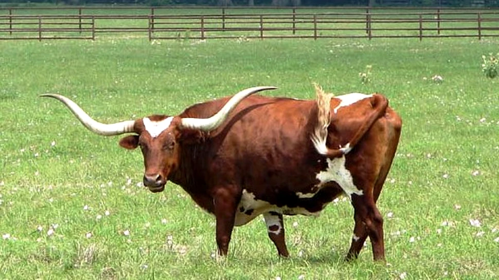 Poluarea poate modifica ADN-ul animalelor domestice