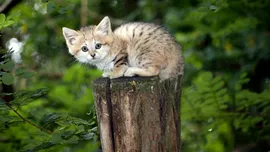 O specie de pisică latră precum un câine. Unde trăiește „Felis margarita”?