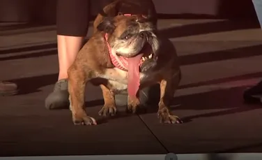 Celebrul câine Zsa Zsa a murit. În urmă cu două săptămâni a primit titlul de ”cel mai urât câine din lume” – VIDEO