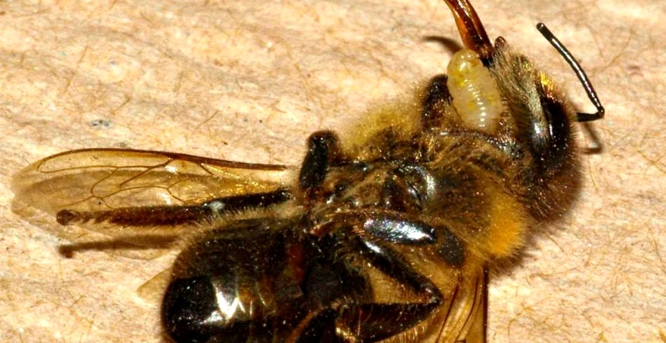 Muştele parazite distrug albinele americane