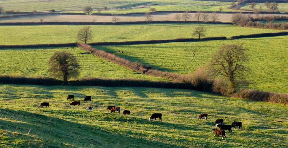Gardurile vii din Anglia ar putea înconjura Pământul de zece ori