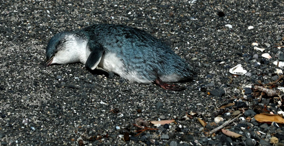 Cadavrele a sute de pinguini mici și albaștri, descoperite pe țărmul din Noua Zeelandă. Ce i-a ucis?