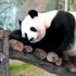 Japonia rămâne fără urși panda pentru prima dată în jumătate de secol
