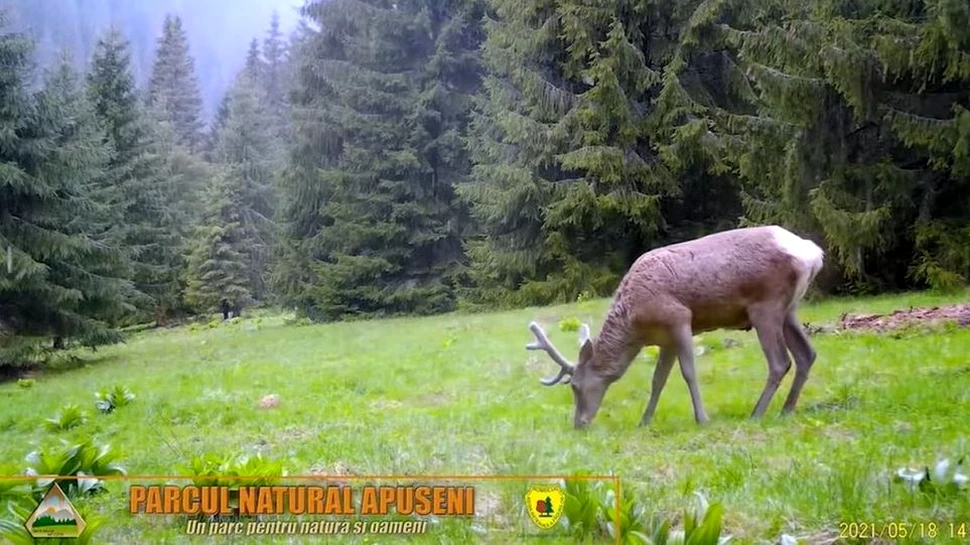 Imagini inedite cu cerbi și ciute surprinse într-o pădure din Parcul Natural Apuseni