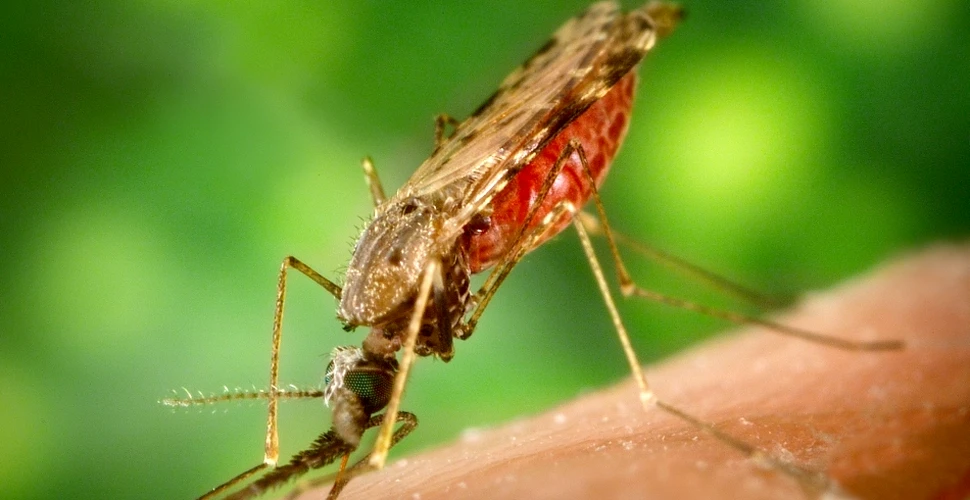 Specialiştii avertizează: malaria rezistentă la medicamente poate genera un coşmar global (VIDEO)