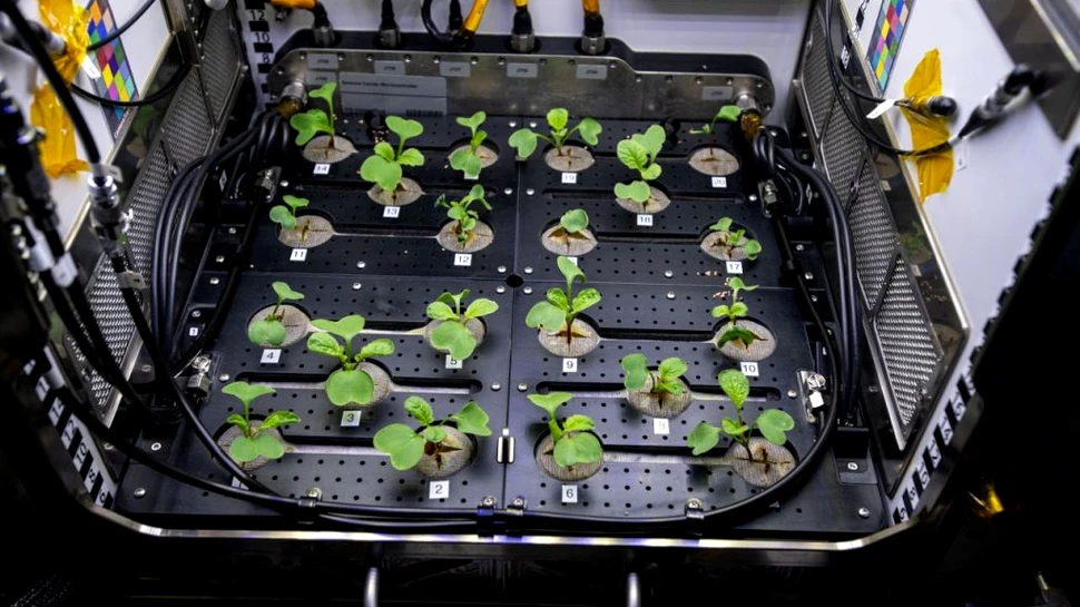 Astronauții de pe Stația Spațială Internațională s-au delectat cu ridichi cultivate pe orbită. Ce gust au avut legumele