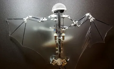 Bat Bot-ul, drona ultrauşoară care imită zborul liliacului. Va avea un rol uriaş la calamităţi naturale