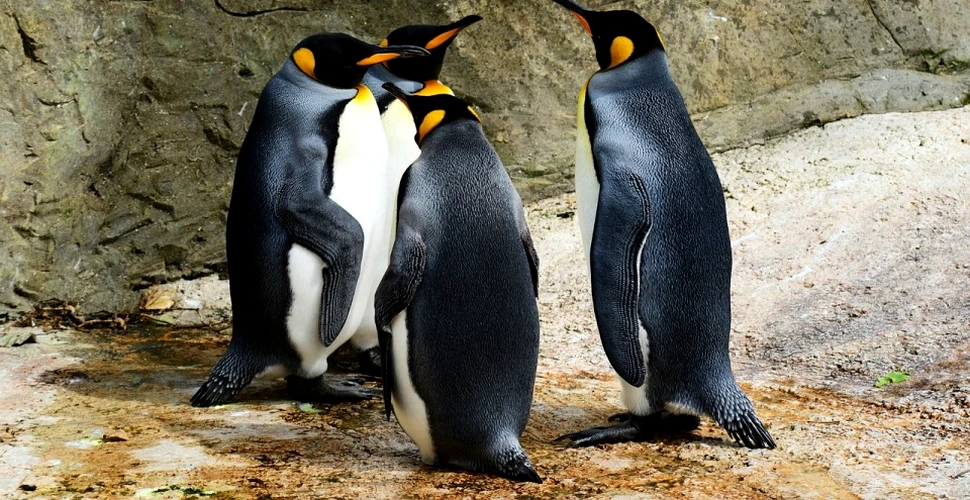 Oricât de caraghios ar arăta mersul pinguinului, este mai eficient decât mersul nostru